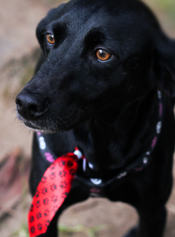 Leal Núcleo Médico Veterinário Leal Núcleo Médico Veterinário