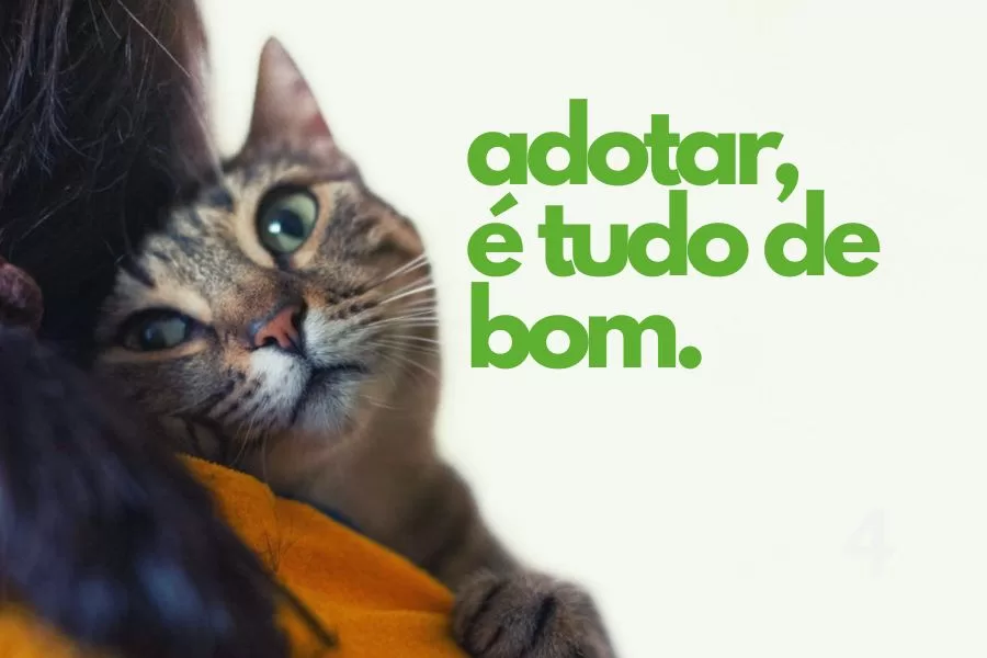 feirinha-de-adocao-animais-online-bebedouro