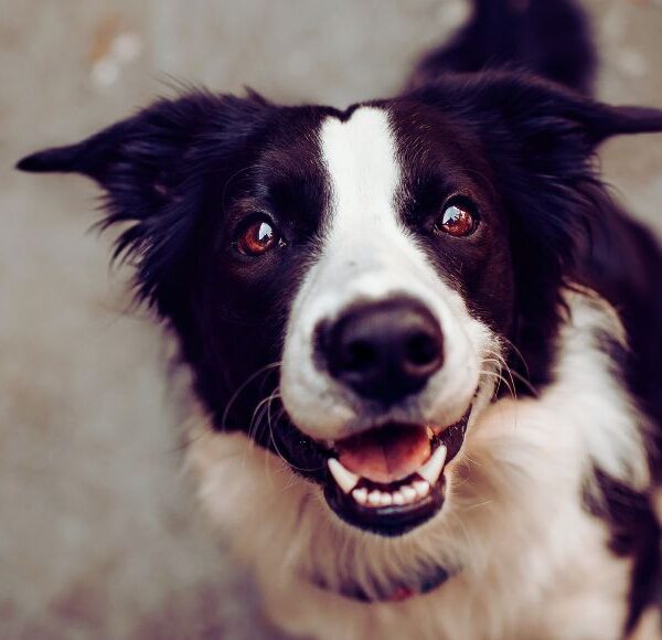 Cao veludo poema protecao animal 2