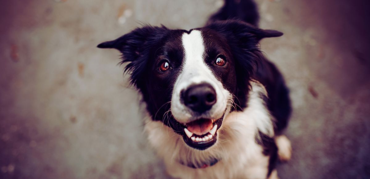 Cao veludo poema protecao animal 2