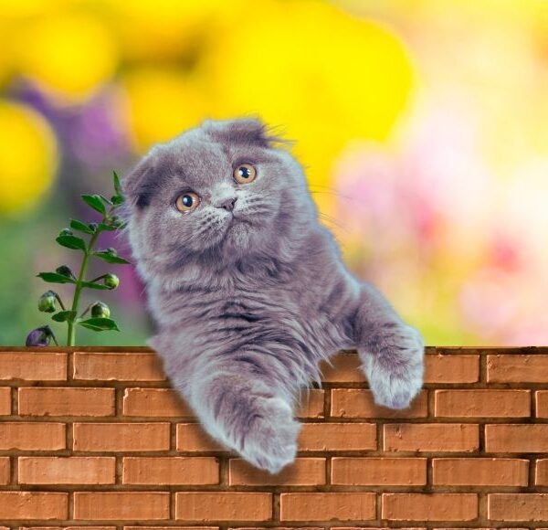 Altura muro gato nao pular