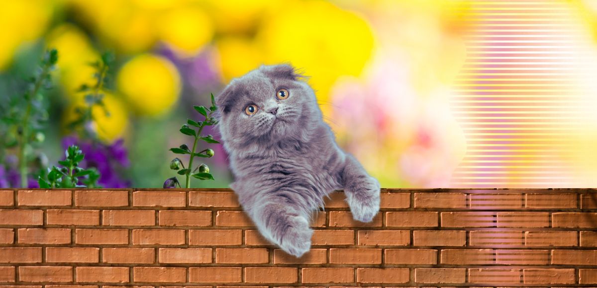 Altura muro gato nao pular