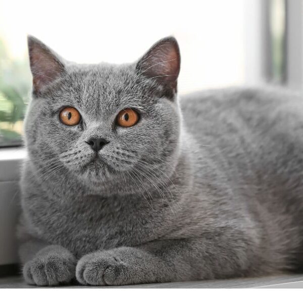 Gato apartamento ou casa