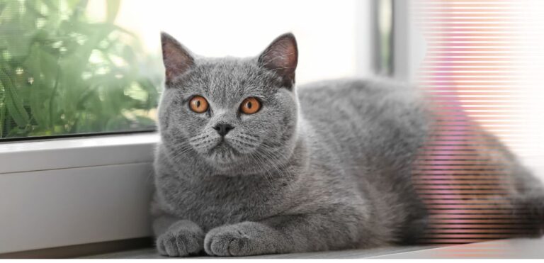 Gato apartamento ou casa