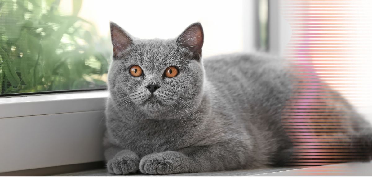 Gato apartamento ou casa