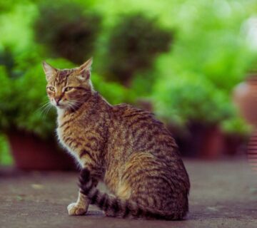 Gato estranho no quintal o que fazer