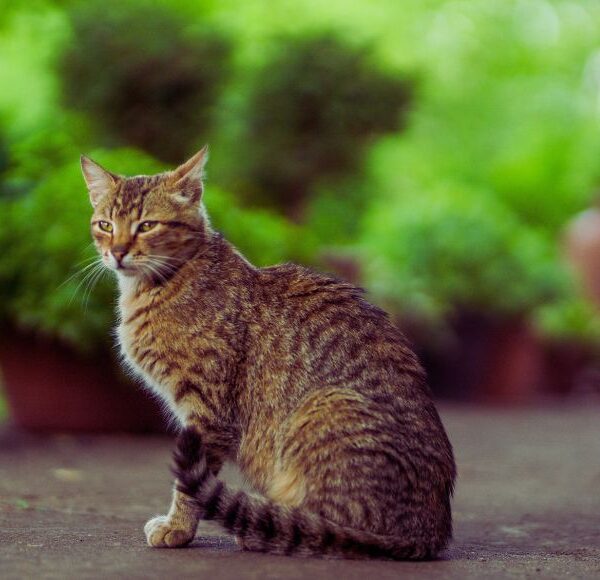 Gato estranho no quintal o que fazer