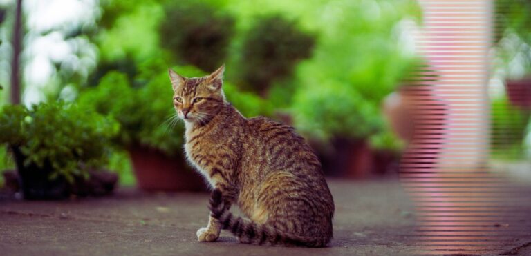 Gato estranho no quintal o que fazer