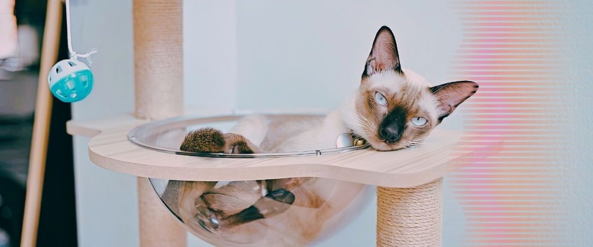 Gato nao fugir