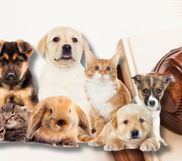 Leis brasileiras protecao animal 360x320