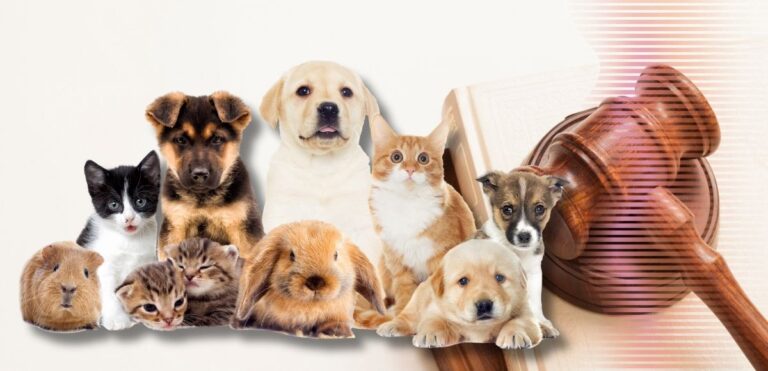 Leis brasileiras protecao animal 768x371