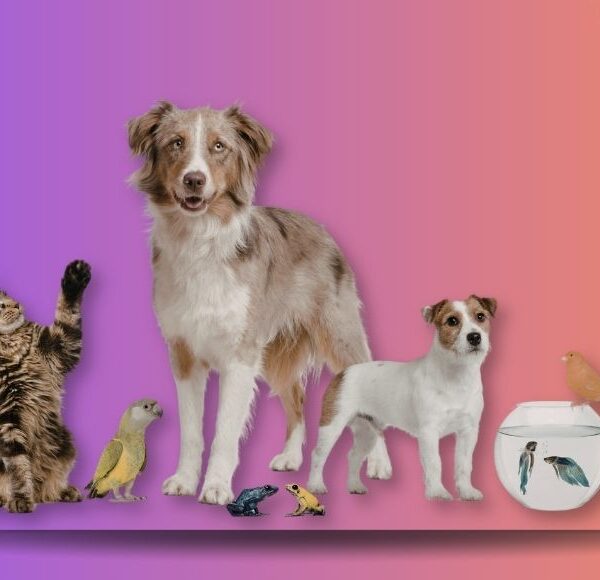 Protecao animal catarina vive