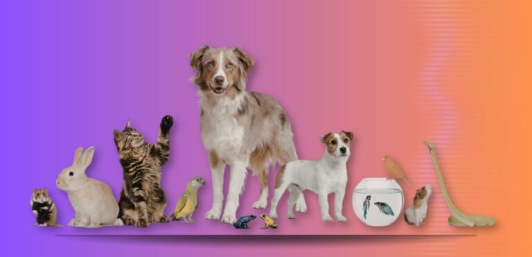 Protecao animal catarina vive