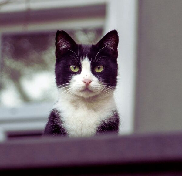 Protecao animal como evitar fugas gatos casa