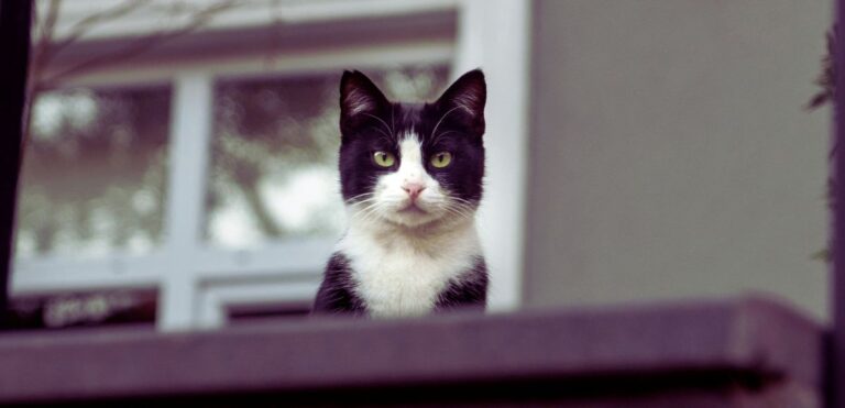 Protecao animal como evitar fugas gatos casa