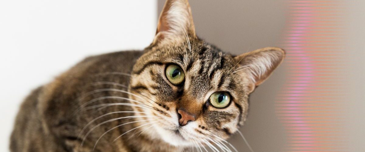 Bebedouro castracao animais
