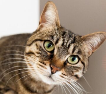 Bebedouro castracao animais