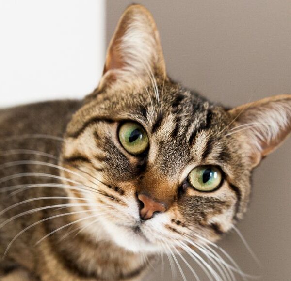 Bebedouro castracao animais