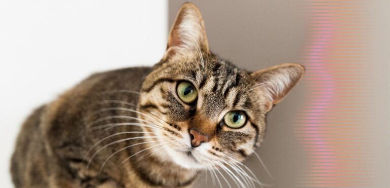 Bebedouro castracao animais