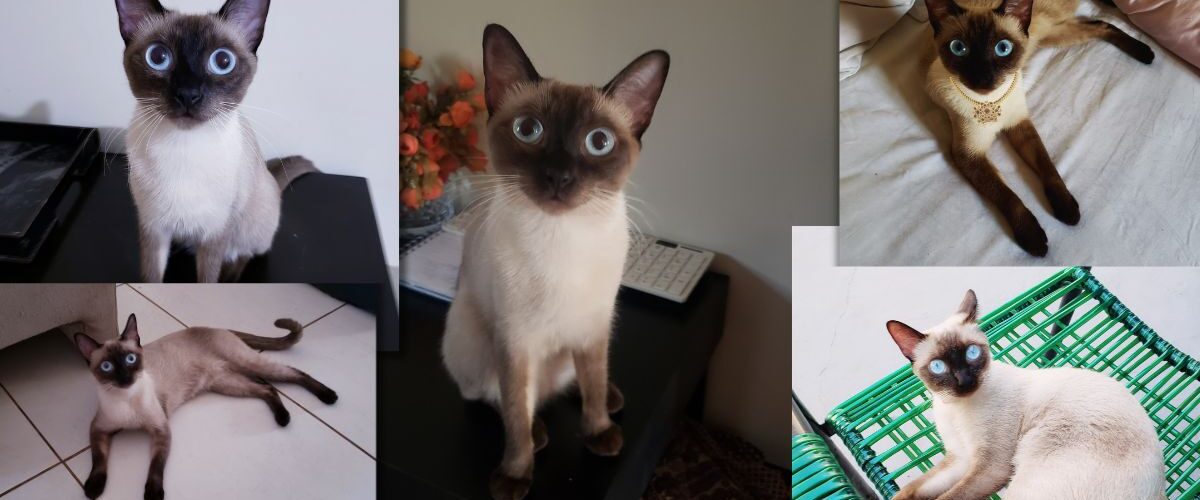 Gata catarina memorial homenagem bebedouro sp
