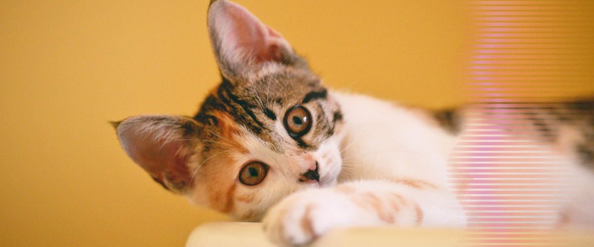 Por que pesssoas tem medo de gatos