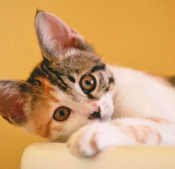 Por que pesssoas tem medo de gatos