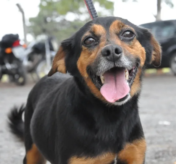 Bem-Estar Animal de Bebedouro-1