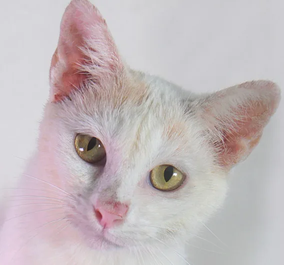 Bem-Estar Animal de Bebedouro-2