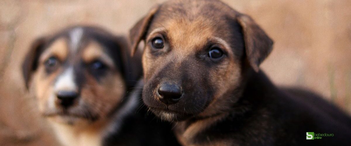Feccib nova bebedouro barulho direitos animais