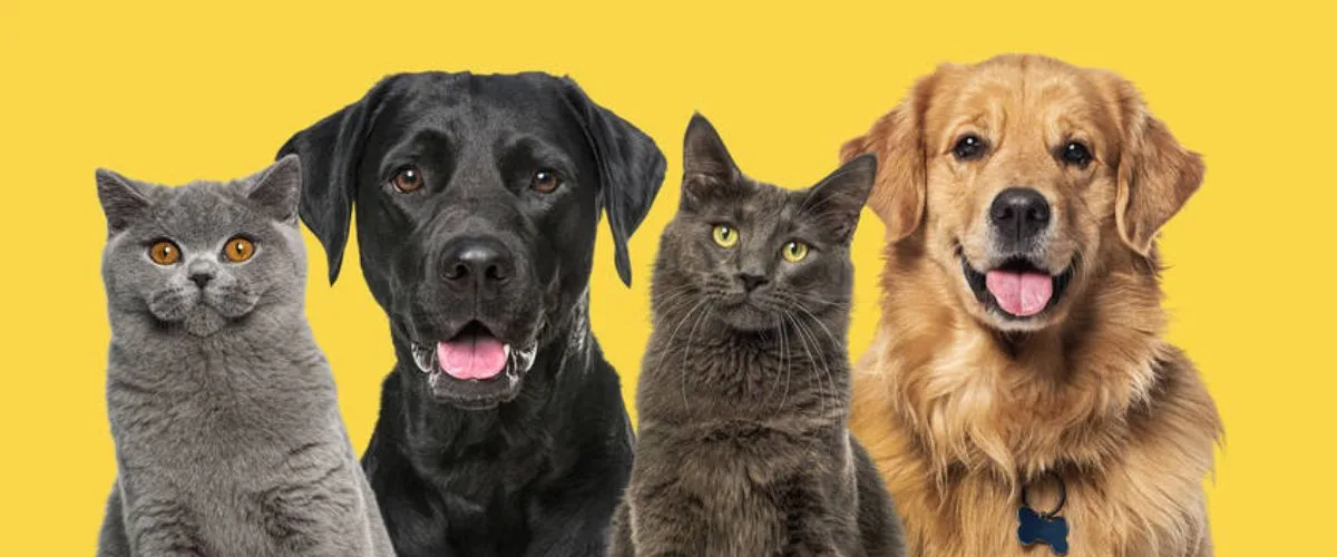 Estatuto dos Cães e Gatos brasil bebedouro