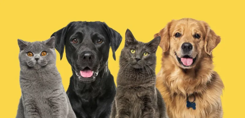 Estatuto dos Cães e Gatos brasil bebedouro