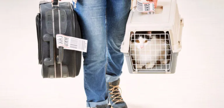 Viajar com pets onibus aviao
