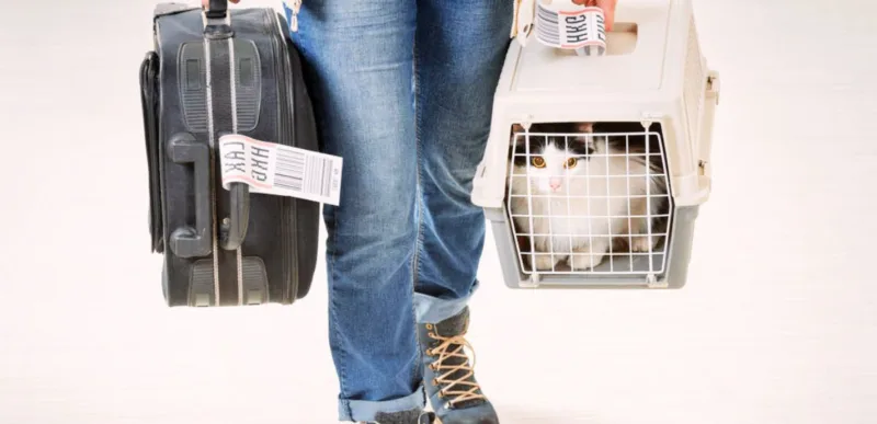 Viajar com pets onibus aviao