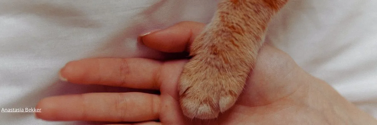 A Proteção Animal começa com cada um de nós somando pequenas ações