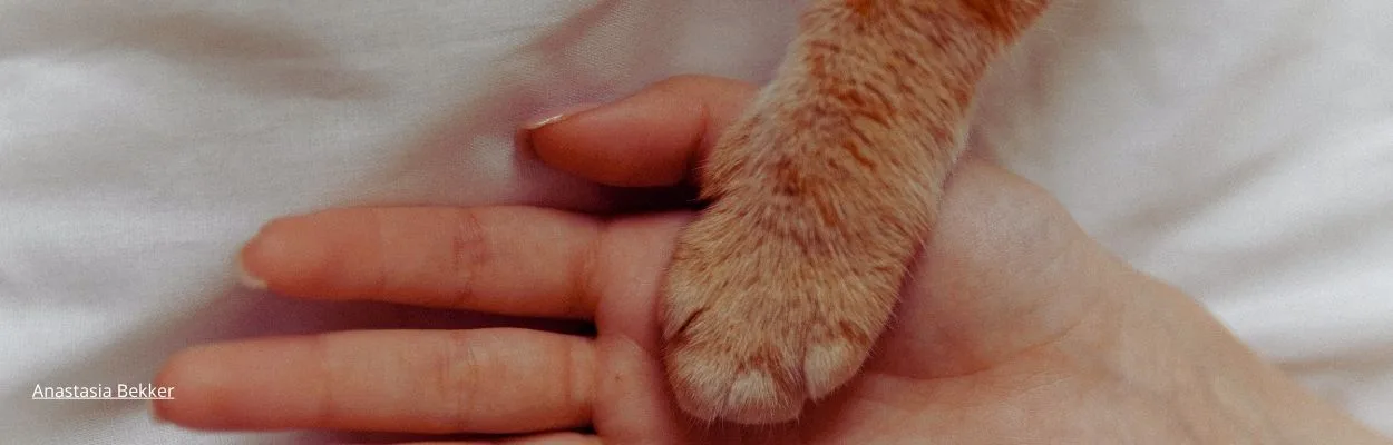 A Proteção Animal começa com cada um de nós somando pequenas ações