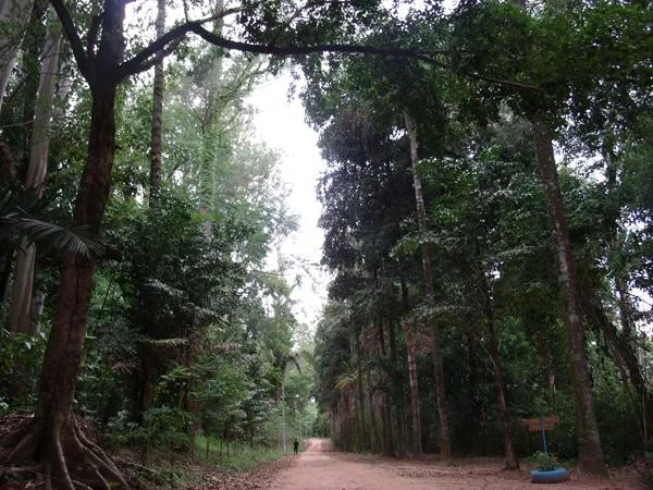 Trilha dentro da Floresta Estadual de Bebedouro-1