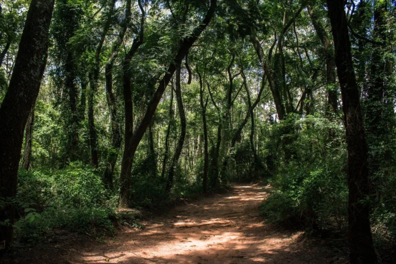 Trilha dentro da Floresta Estadual de Bebedouro-2