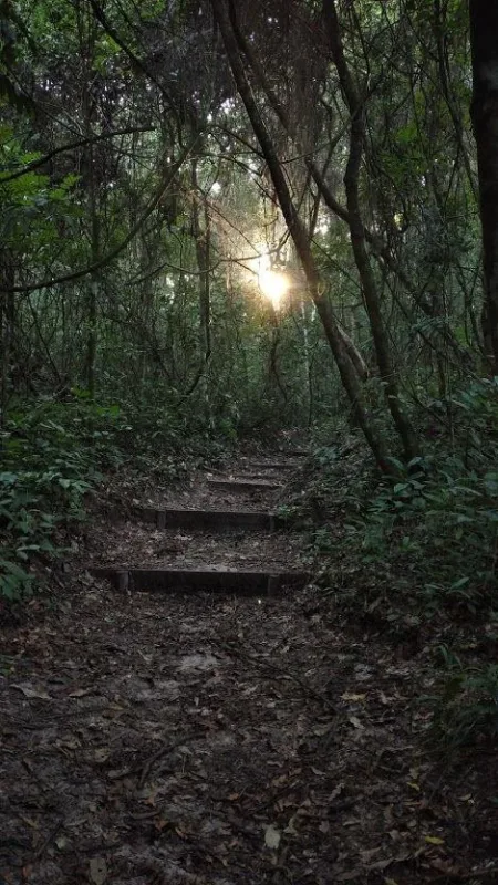 Trilha dentro da Floresta Estadual de Bebedouro-6