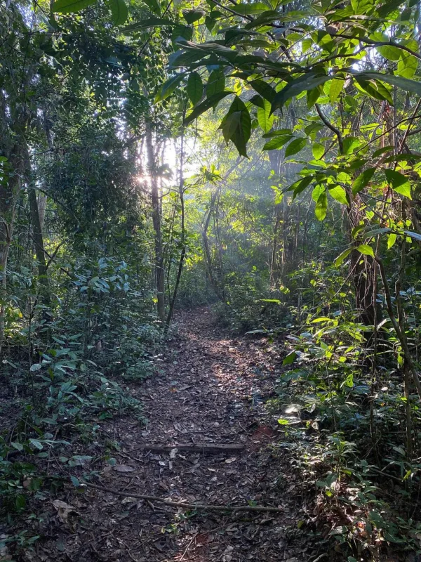 Trilha dentro da Floresta Estadual de Bebedouro-7