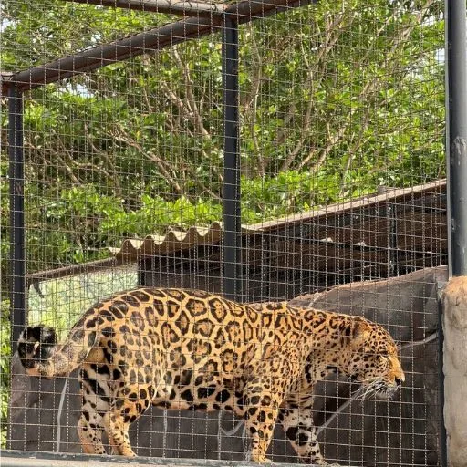 zoologico-em-pitangueiras-sp-1