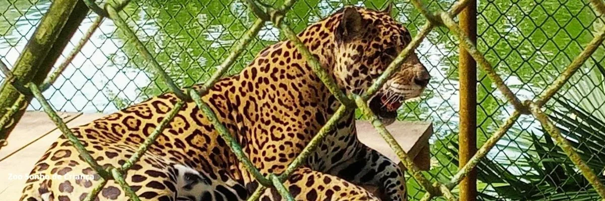 Zoologico em pitangueiras sp
