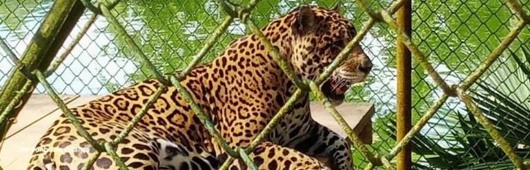 Zoologico em pitangueiras sp