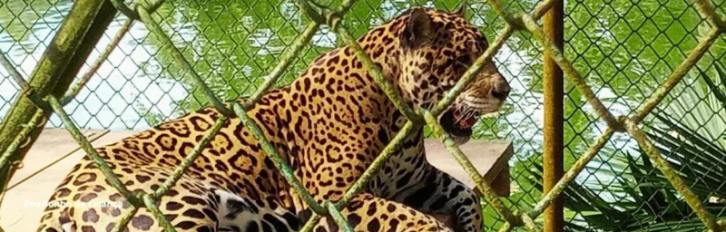 Zoologico em pitangueiras sp