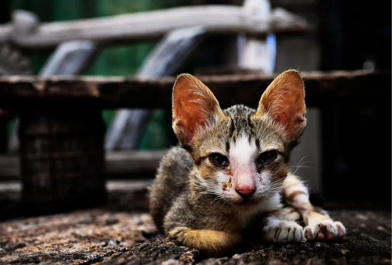 gatos-adocao-bebedouro-sp
